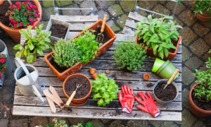 7 Essential Gardening Tips For Beginners