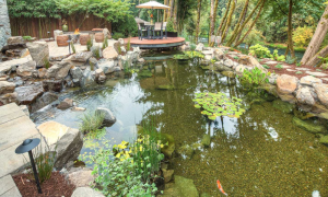 Building Fish Ponds And Water Gardens On A Budget